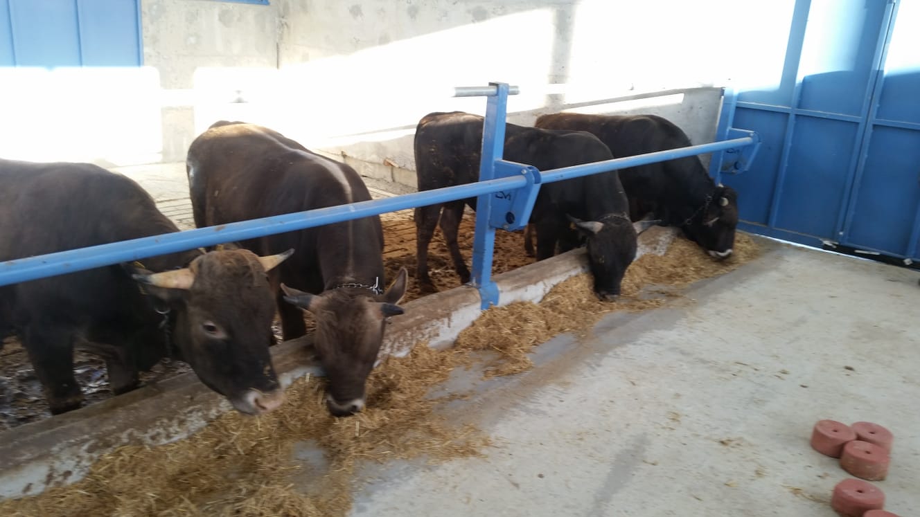 Çiftliğimizden KARELER